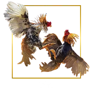 cockfighting-ufa100